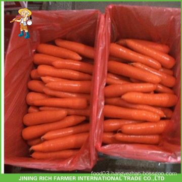 2015 Wholesale New Arrival Carrots From China